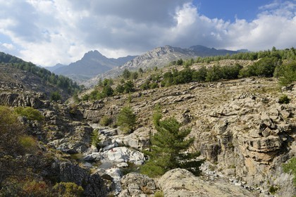 France, Haute Corse, Niolu (Niolo) region, swimming in the Golo river around the Genoese bridge Ponte Altu
