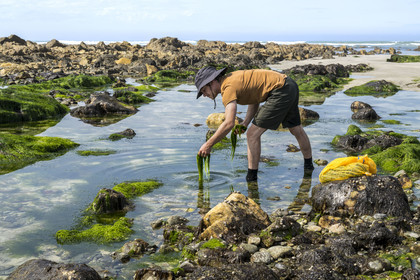France, Finistère (29), Pays Bigouden, Baie d'Audierne, Plozévet, Lenny Gouedic co créateur de Begood Alg, récolte à pied d'algues sauvages alimentaires (Ao Nori) sur la plage à marée basse