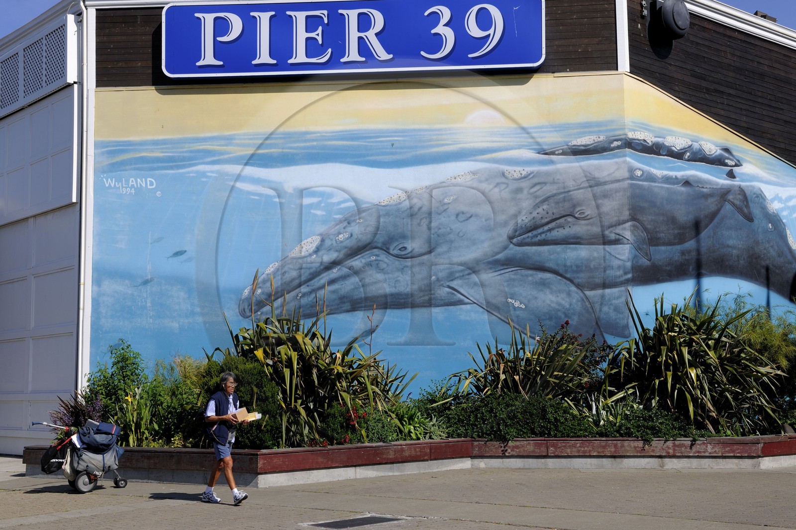 United States, California, San Francisco, very touristic Pier 39 on Fisherman's wharf
