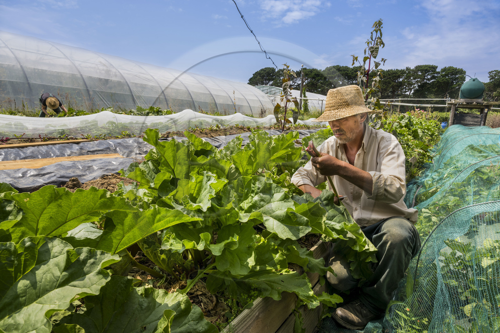 France, Morbihan, Groix Island, Kerdurand, the Gardens of Kerdu, large organic market garden by Erwan and Gael Leclercq, Gael cuts his rhubarb
