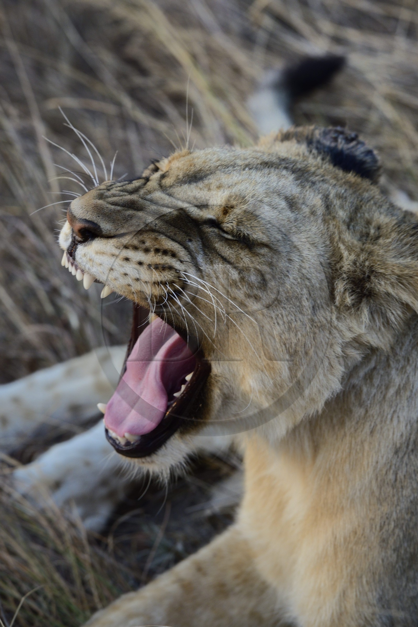 Zimbabwe, Midlands Province, Gweru, Antelope Park home to ALERT (African Lion and Environmental Research Trust), young lioness (panthera leo)