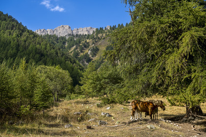 France, Hautes Alpes (05), Névache, la Vallée Étroite à la frontière italienne