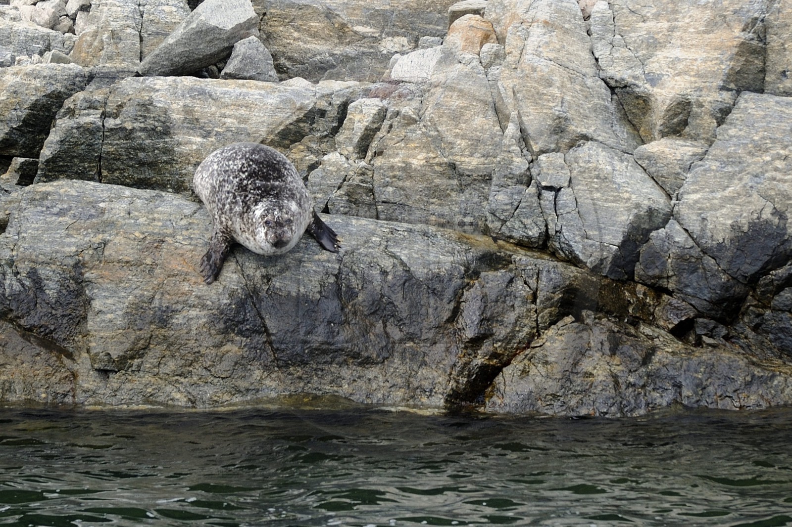 Norvège, Rogaland, le Lysefjord, fjord de Lysebotn, un phoque