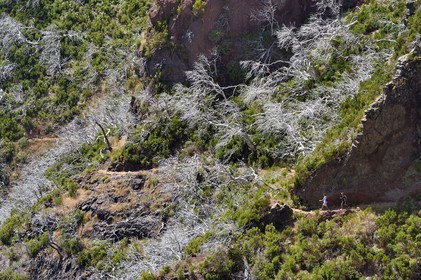 Portugal, Ile de Madère, randonnée sur le Vereda do Areeiro entre les monts Pico Ruivo (1862m) et Pico Arieiro (1817m), foret de bruyères arborescentes brulée en 2010 sur le Pico Das Torres