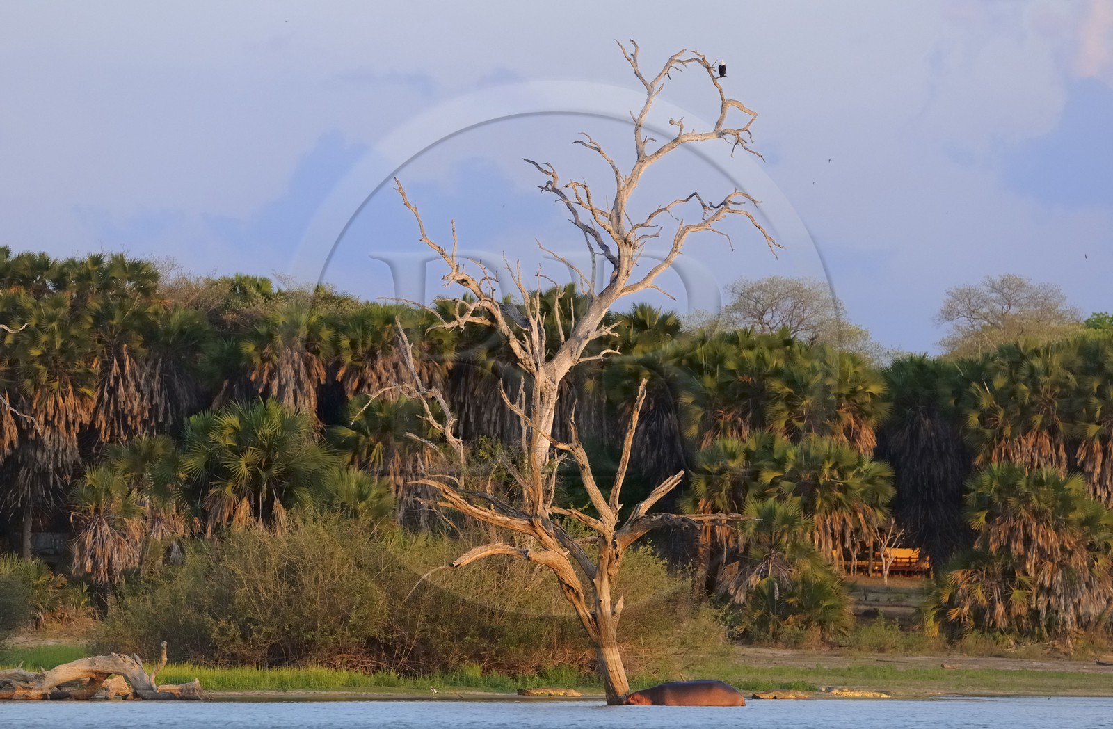Tanzanie, Reserve de gibier de Selous une des plus grandes zones protégées au monde et inscrite sur la liste du patrimoine mondial de l’Unesco depuis 1982