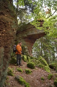 France, Haut Rhin, Thannenkirch, hiking in the Taennchel massif, site known as the Rocher Pointu