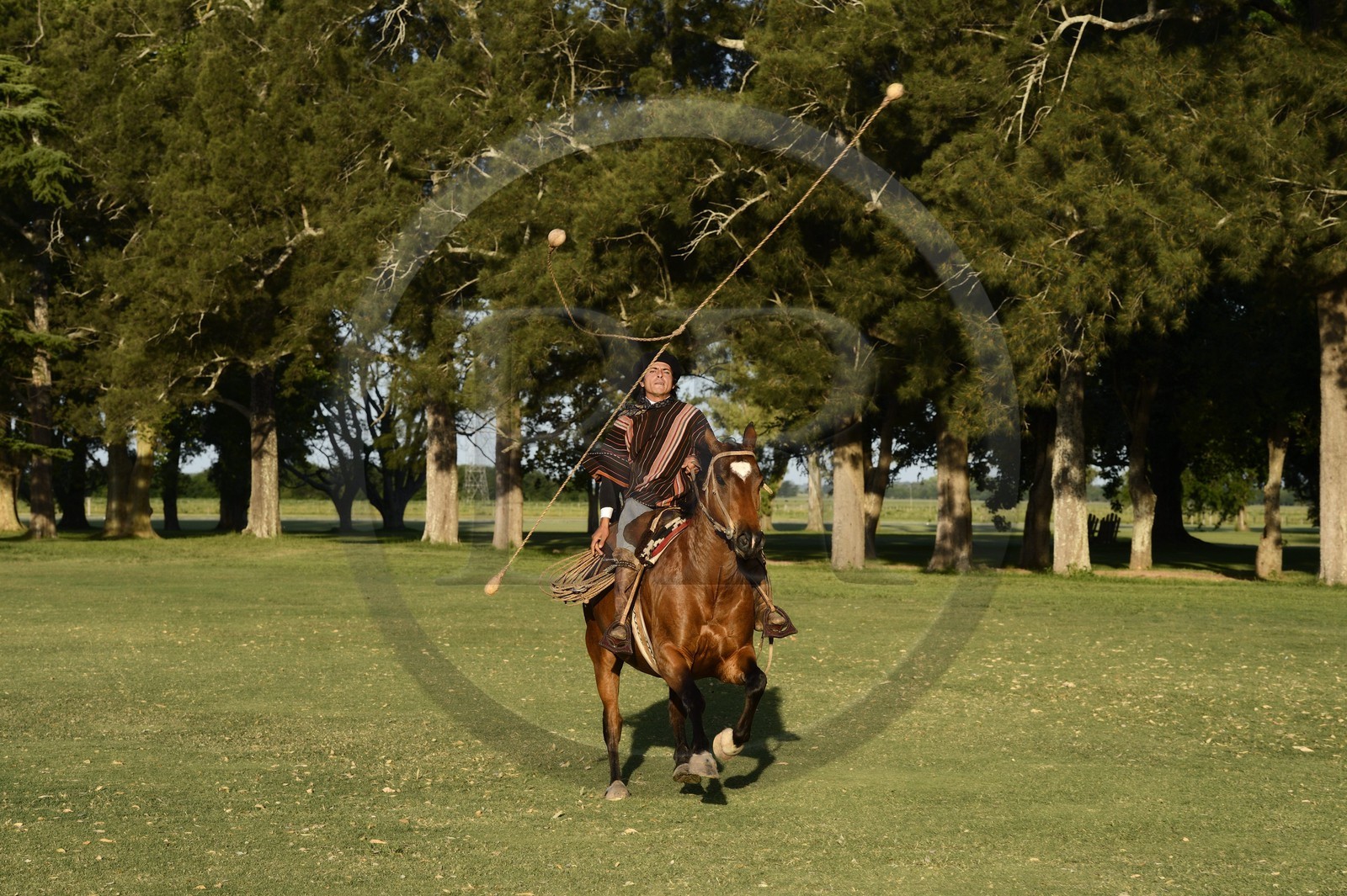 Argentine, province de Buenos Aires, San Antonio de Areco, estancia La Bamba de Areco, gaucho faisant une démonstration de l'usage des bolas (ou boleadoras) destinées à capturer les animaux en entravant leurs pattes