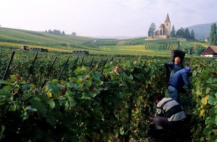 France, Haut-Rhin (68), Route des vins d' Alsace, Hunawihr, labellisé Les Plus Beaux Villages de France, vendangeurs