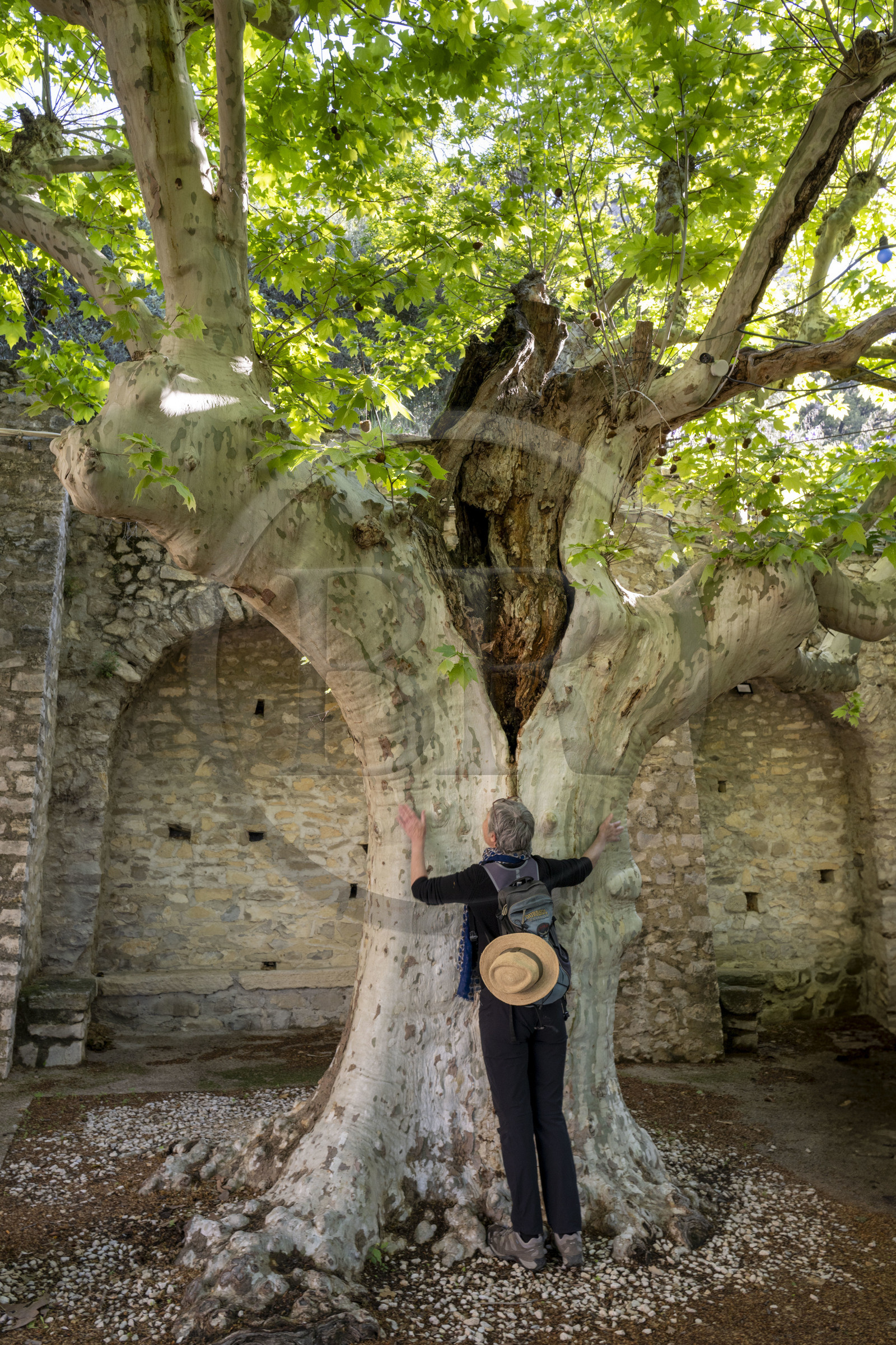 France, Vaucluse (84), Dentelles de Montmirail, le village médiéval de Séguret, labellisé Les Plus Beaux Villages de France, la place des Arceaux où d'énormes platanes plantés vers 1860 entremêlent leurs branches pour former une tonnelle
