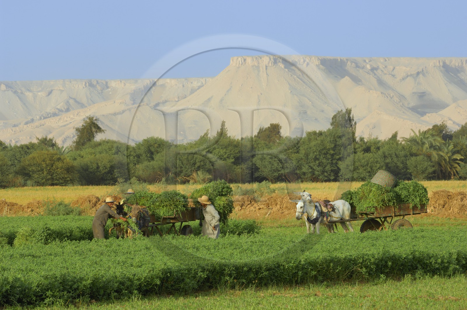 Egypte, désert libyque, oasis de Dakhla, travaux des champs