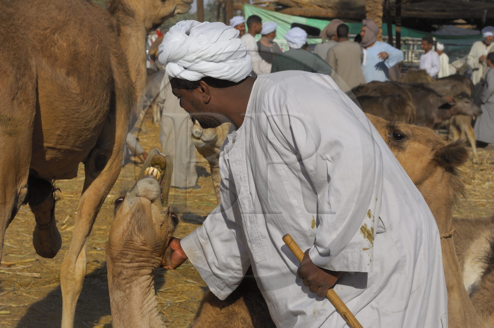 Egypte, Haute Egypte, Daraw au nord d'Assouan, marché aux dromadaires