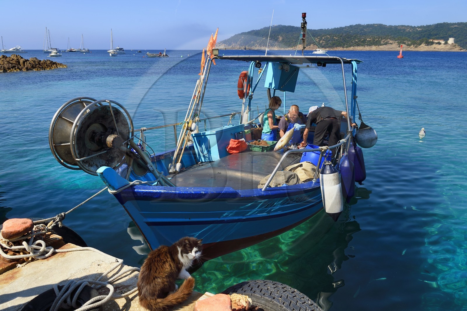 France, Var (83), Iles d'Hyères, Parc national de Port Cros, Ile du Levant, domaine naturiste d'Héliopolis, Christophe et Brigitte Chevallier, seuls pêcheurs professionnels d'Héliopolis, proposent leur pêche à leur retour au port