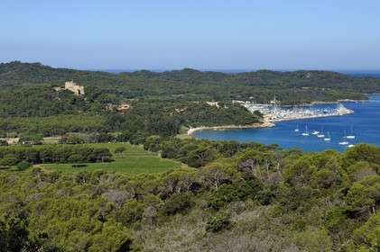 France, Var (83), Iles d'Hyères, parc national de Port Cros, Ile de Porquerolles, les vignes de la plaine de la Courtade dominées par le Fort Sainte Agathe