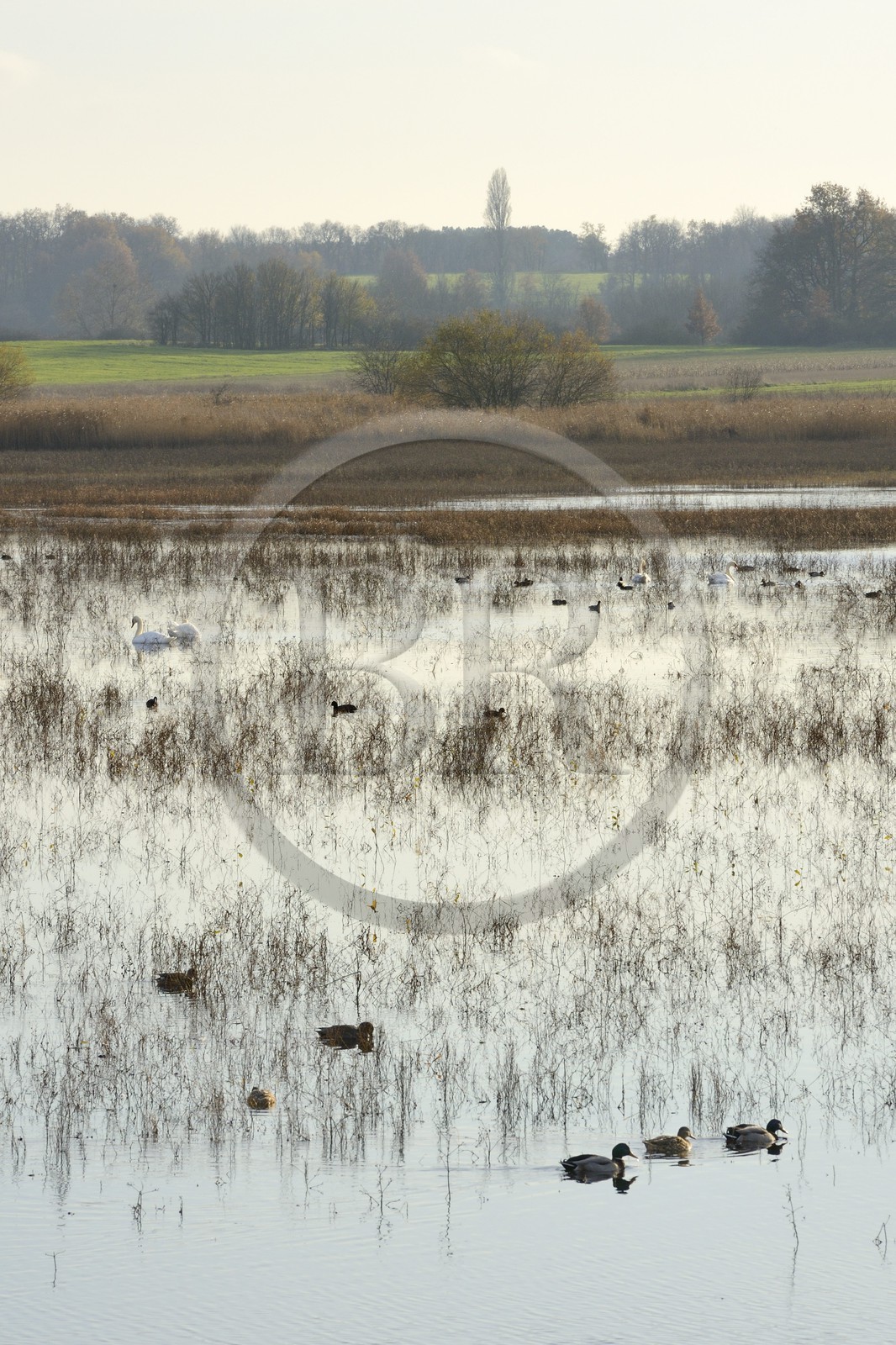 France, Indre (36), le Berry, parc naturel régional de la Brenne, canards et cygnes sur l'étang Purais