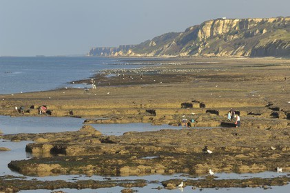 France, Calvados (14), Port-en-Bessin, pêche à pied sur la côte à marée basse