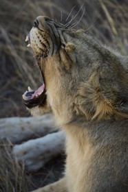 Zimbabwe, Midlands Province, Gweru, Antelope Park home to ALERT (African Lion and Environmental Research Trust), young lioness (panthera leo)