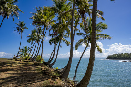 France, French Guiana, Kourou, Salvation Islands (Iles du Salut), Royal Island, coconut palm avenue and view of Saint Joseph Island