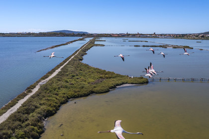 France, Hérault (34), Frontignan, vol de flamants roses (Phoenicopterus roseus) dans l'étang d'Ingril dans les anciens salins (vue aérienne)