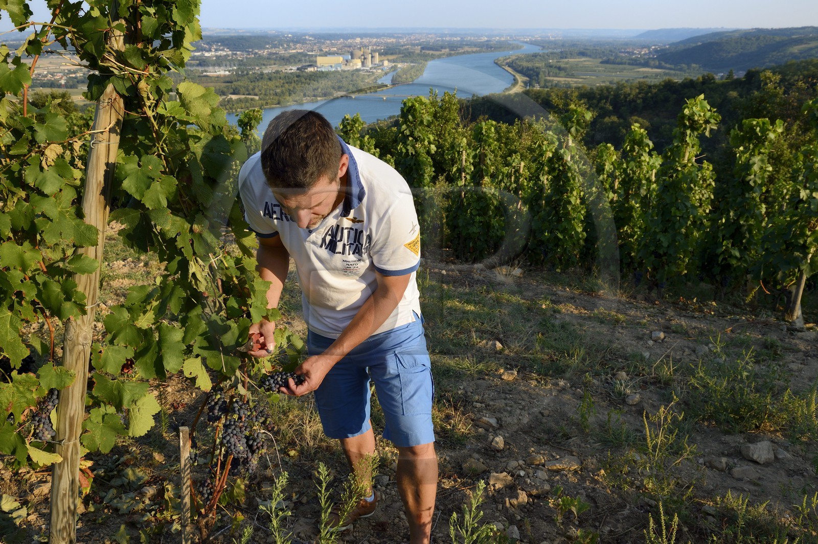France, Loire (42), Parc Naturel Régional du Pilat, le domaine du Monteillet Stéphane Montez, Stéphane Montez dans ses vignes surplombant le Rhône