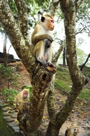 Sri Lanka, province du Centre-Nord, Polonnaruwa, Toque macaques (Macaca sinica)