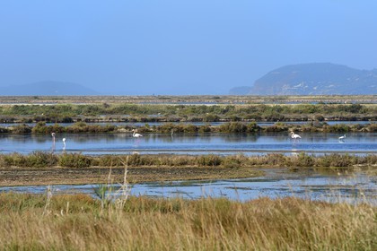 France, Var (83), Hyères, Etang des Pesquiers, flamants roses dans les anciens salins