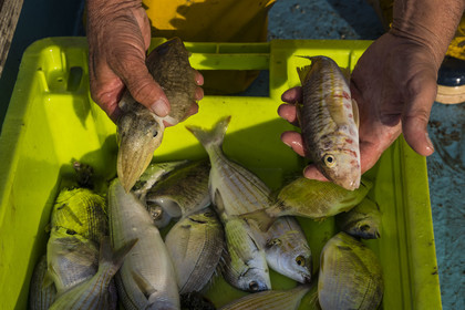France, Hérault (34), Sète, quartier de la Pointe Courte, le pêcheur Robert Rumeau relève ses filets sur l'étang de Thau, une seiche parmi les poissons