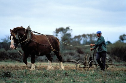 France, Morbihan, Belle Ile island, Rene Thomas, one of the last farmer to work with a horse