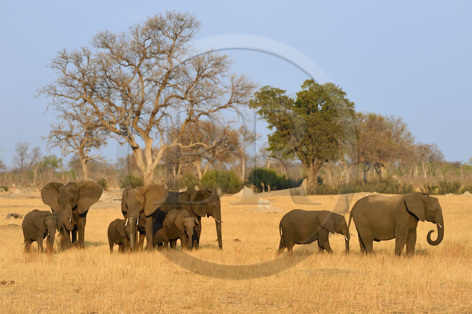 Zimbabwe, province de Matabeleland septentrional, parc national Hwange, éléphants sauvages d'Afrique (Loxodonta africana) dans la savane