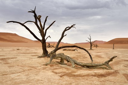 Namibie, région d'Hardap, désert du Namib, parc national du Namib-Naukluft, Erg du Namib classé Patrimoine Mondial de l'UNESCO, dunes de Sossusvlei, Dead Vlei, arbres morts de Camelthorn Acacia (Acacia erioloba)