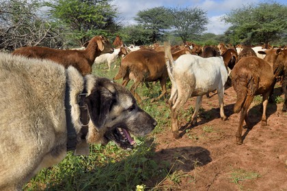 Namibie, Otjiwarongo, Cheetah Conservation Fund, centre de recherche et d'éducation, le Livestock Guarding Dog Program (programme chien de garde du bétail) du CCF a été très efficace pour réduire les taux de prédation et ainsi aussi l'inclinaison des agriculteurs à piéger ou tirer sur des guépards, chien Berger d'Anatolie aussi connu sous le nom de Kangal surveillant un troupeau de chèvres Boer et de moutons Damara
