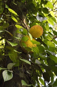 Sri Lanka, province du centre, district de Matale, Kawudupelella, Ranweli Spice Garden, Jackfruit (Artocarpus heterophyllus), fruit du Jacquier