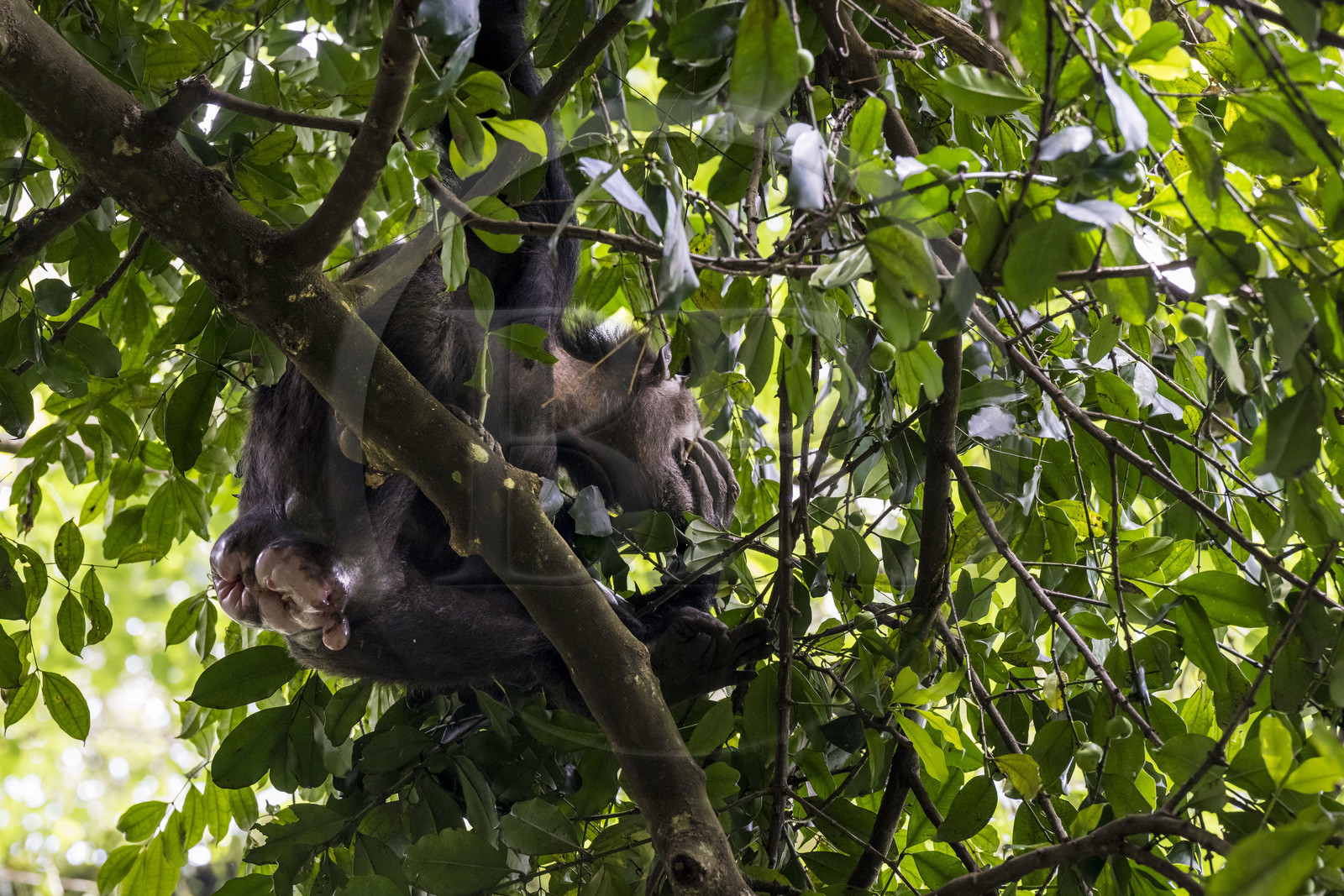 Rwanda, Province de l’Ouest, Nyakabuye, Parc national de Nyungwe, forêt tropicale humide naturelle de Cyamudongo, Chimpanzé commun (Pan Troglodytes) femelle avec une vulve dilatée en période d'œstrus, période d'accouplement