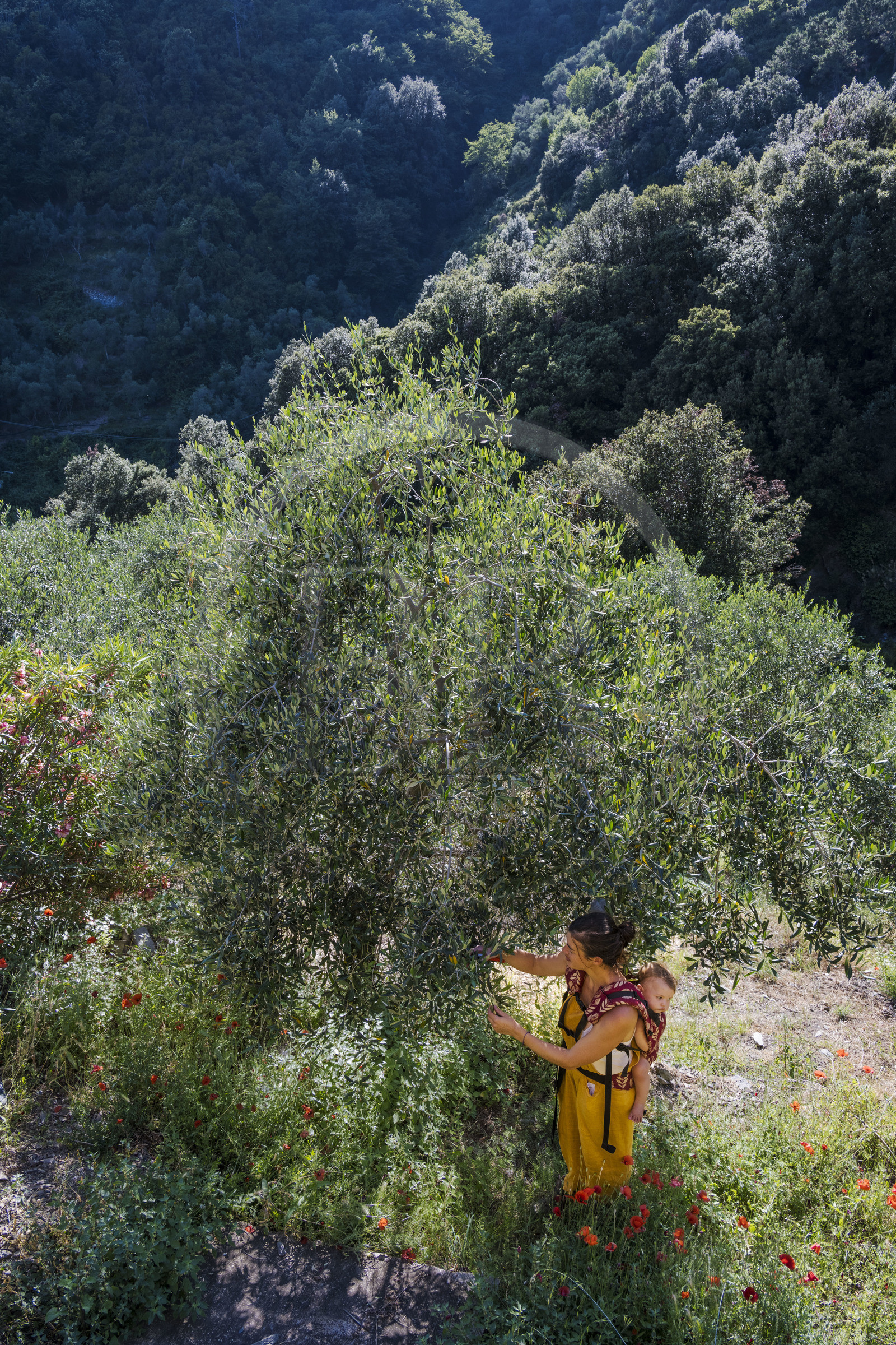 Italie, Ligurie, Cinque Terre, parc national des Cinque Terre classé Patrimoine Mondial de l'UNESCO, village de Monterosso al Mare, Ferme la Brucaolivo, Costanza Lari entretien ses oliviers avec son bébé dans le dos