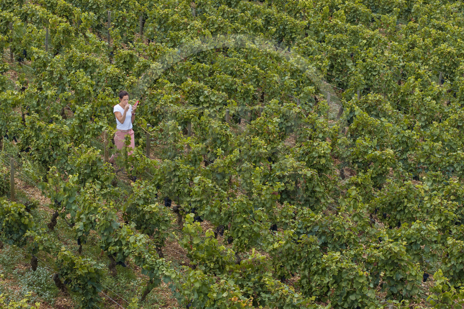 France, Cote d'Or, Climats terroirs of Burgundy listed as World Heritage by UNESCO, Cote de Beaune, Beaune, parcelle Les Greves planted in 1er cru de Beaune, the winegrower and winemaker of the Hospices de Beaune Ludivine Griveau, measures the alcohol content of the grapes with her refractor, tastes the skin and pulp of the grapes, and monitors the bunches and the apex.