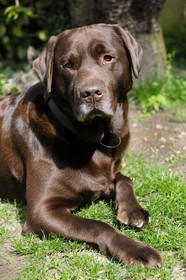 France, Val-de-Marne (94), Bry-sur-Marne, le labrador Buddy