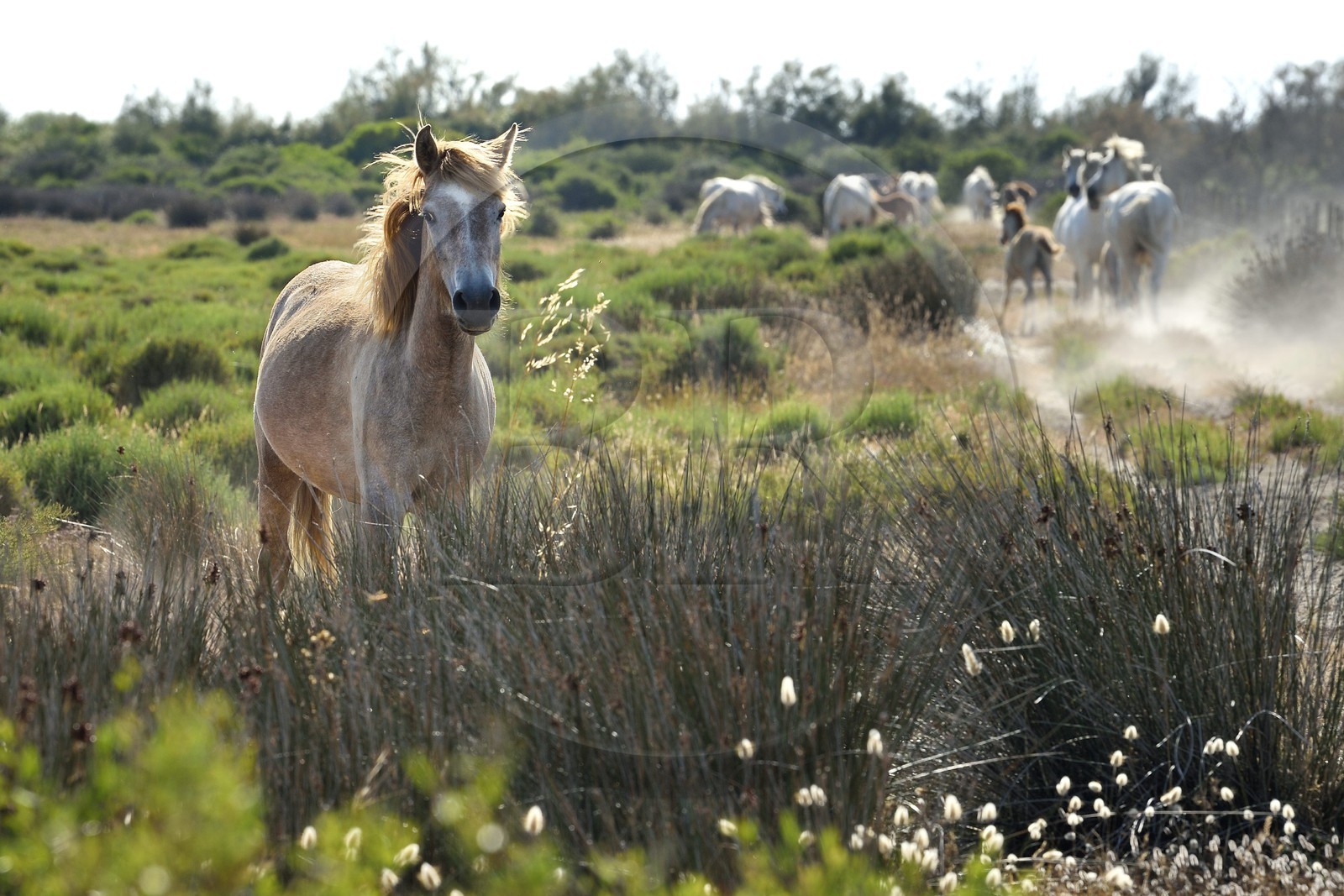 France, Bouches-du-Rhône (13), Parc naturel régional de Camargue, vers l'étang de Malagroy, manade Jacques Mailhan, cheval de Camargue dans la sansouire