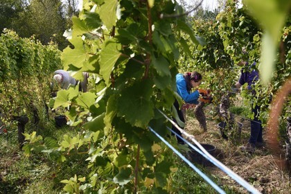 France, Bas Rhin, the Alsace Wine Route, Nothalten, grape harvest on a gewurztraminer plot of the Wine estate Philippe Sohler at Epfig