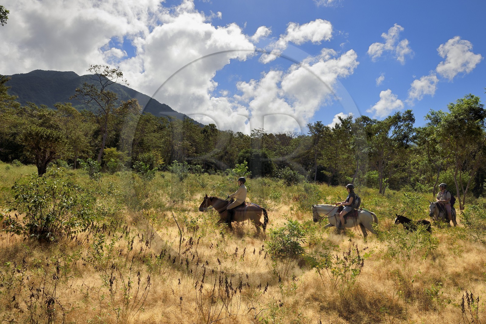 Nicaragua, Ile d'Ometepe sur le lac Nicaragua, cavaliers en randonnée sur les pentes du volcan Maderas