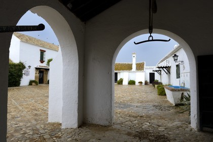 Espagne, Andalousie, province de Séville, Utrera, domaine El Toruno, élevage de taureaux de combat