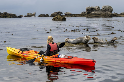 France, Finistère (29), Penmarch, archipel des Étocs, sortie en kayak du Centre nautique du Guilvinec à la découverte du phoque gris (halichoerus grypus) dans les rochers à marée basse