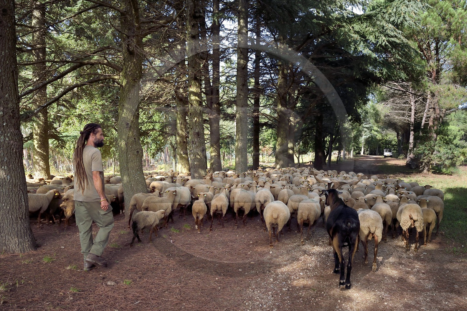 France, Var (83), Massif des Maures, Collobrières, plateau Lambert, le berger Laurent Ripert entouré de ses 400 moutons mourérous