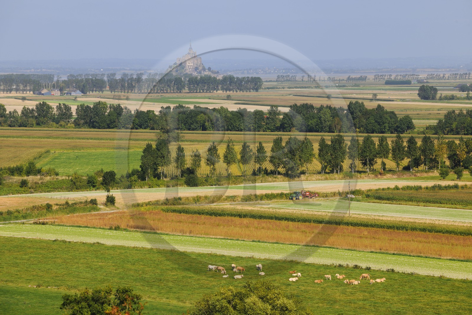 France, Ille-et-Vilaine (35), Baie du Mont-Saint-Michel, les champs et les polders du Mont côté breton depuis Roz-sur-Couesnon