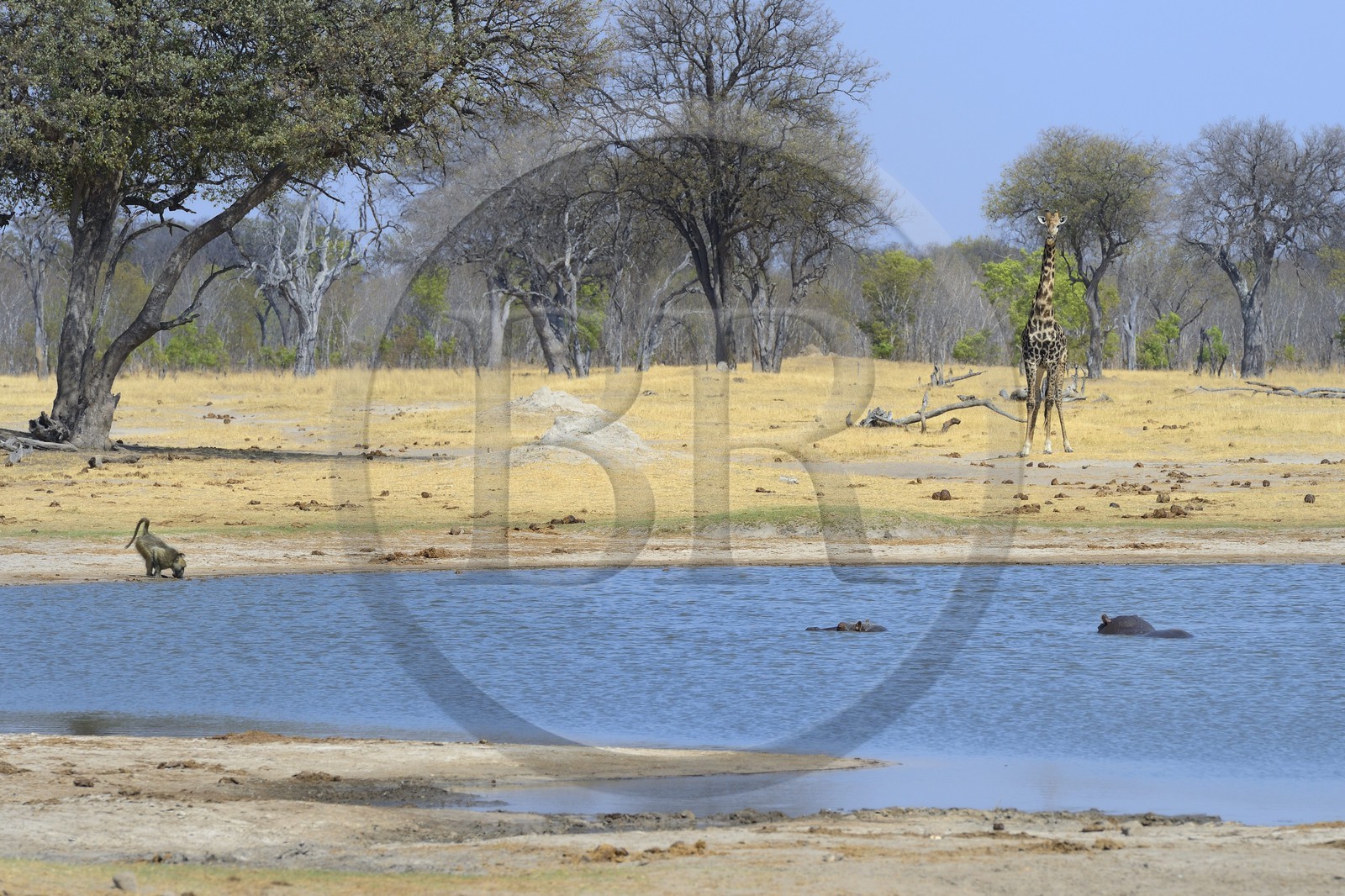 Zimbabwe, Matabeleland North Province, Hwange National Park, a giraffe (Giraffa camelopardalis), a hippopotamus (Hippopotamus amphibius) and a baboon drinking at the pond