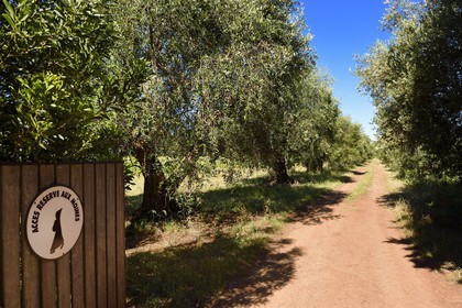 France, Alpes-Maritimes (06), Cannes, Iles de Lérins, Ile de Saint-Honorat, oliveraie dont l'entrée est réservée aux moines