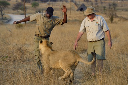 Zimbabwe, province des Midlands, Gweru, Antelope Park qui abrite ALERT (African Lion and Environmental Research Trust), marche à pied en compagnie de lions dans la brousse, le managing director Gary Jones et des guides - dresseurs