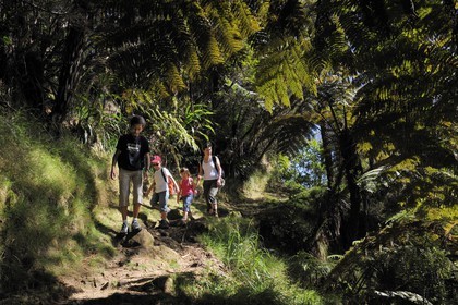 France, île de la Réunion, randonneurs en forêt de Bélouve