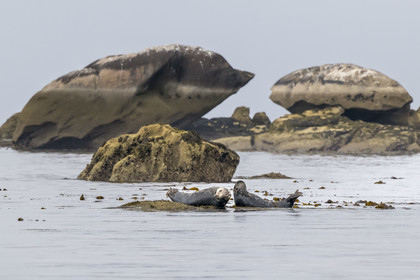 France, Finistère (29), Penmarch, archipel des Étocs, phoque gris (halichoerus grypus)