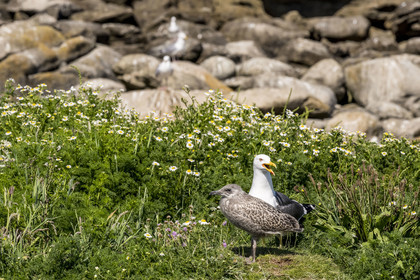France, Finistère (29), Pays des Abers, Ile Vierge dans l'archipel de Lilia, de très nombreux goélands peuple l'île en période de nidification