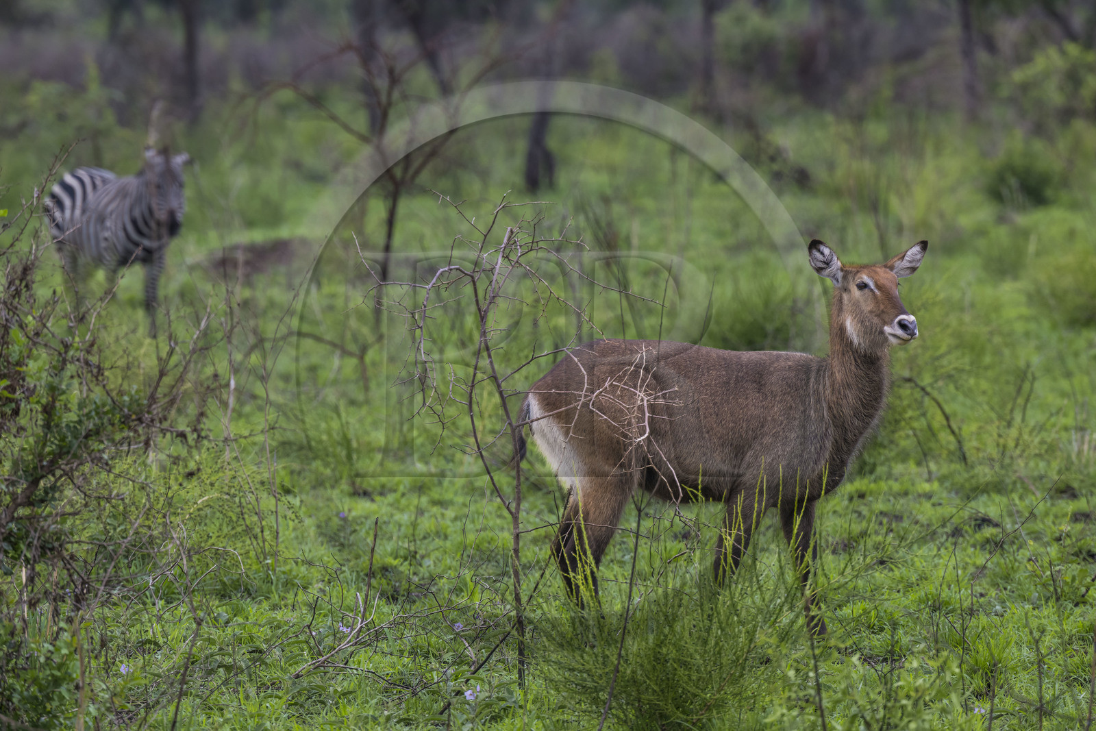 Rwanda, Parc national de l'Akagera, Cobe Defassa (Kobus ellipsiprymnus defassa) femelle