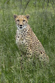 Namibie, Otjiwarongo, Cheetah Conservation Fund, centre de recherche et d'éducation, guépard (Acinonyx jubatus) dans les hautes herbes
